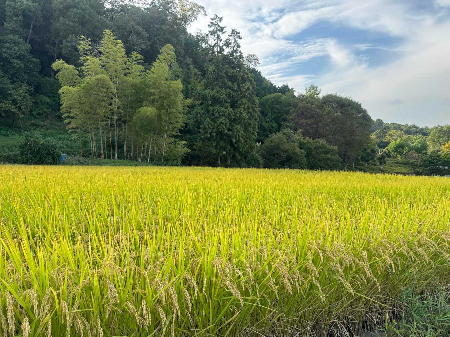 ふたかみパーク當麻バス停-ながめ坂-二上山-第二十六経塚「 往復コースの写真