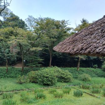 菖蒲田
花菖蒲は6月が見頃のようです🪻

向こうの階段が『つつじ山』入口⛰️