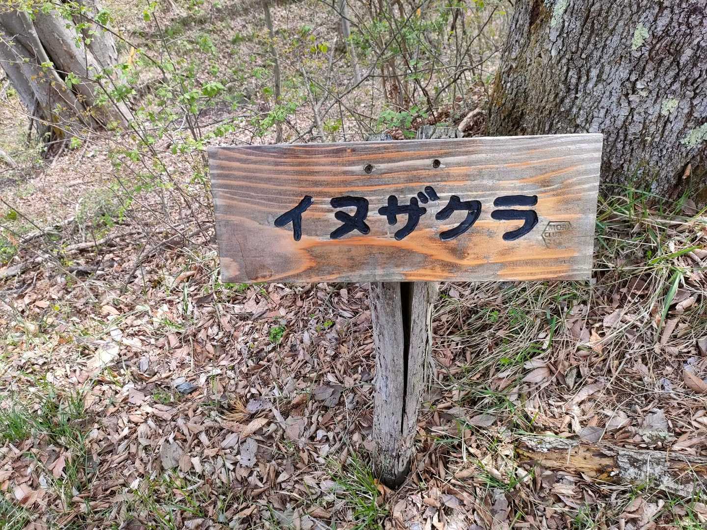 イヌザクラっていう品種があるのね！