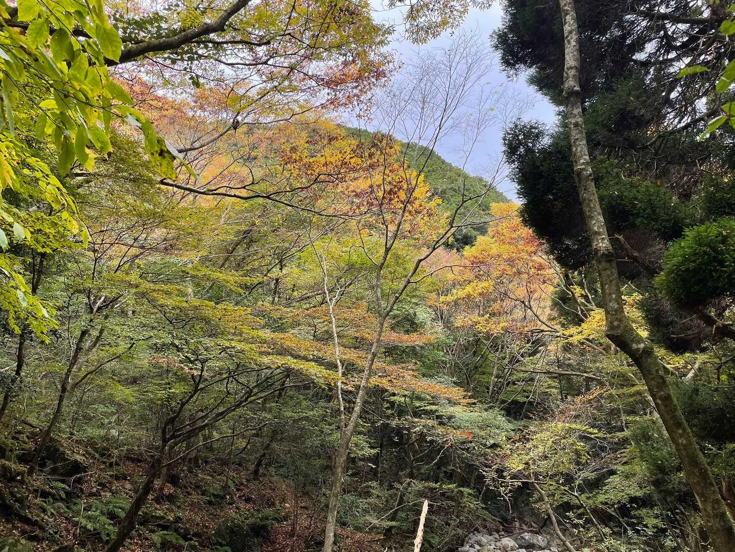 標高を上げるにつれ黄葉が至る所に🍁
脊振ってこんな色付く山だっけ？