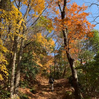 美しい木々と眺めの、
素晴らしい尾根道である。