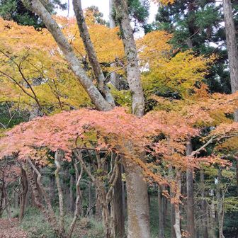 山モミジ🍁綺麗