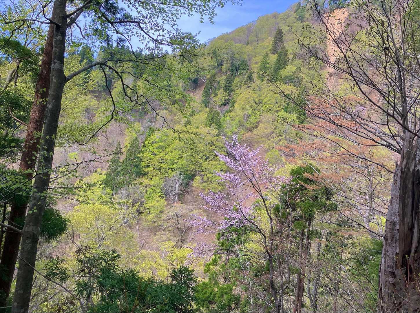山桜🌸