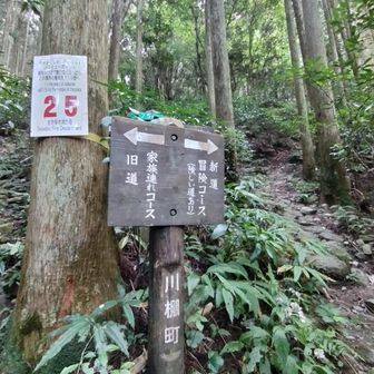 分岐点。
マンサクは家族コースを降りてきて冒険コースへ