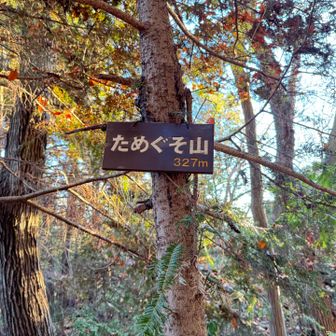 　気を取り直して「ためぐそ山」（327m）に到着。
　印象的な山名の由来は、のちほど何度も目にすることになるタヌキの習性、痕跡によるもの。この日は道の状態を確かめながら歩く場面が多かった。
　少し下ったところには「金玉水（きんぎょくすい）」という泉（？）があるが、現在は枯れているため寄らなかった。いずれも、里山らしい由来をもつ名前である。