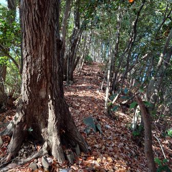 興慶寺山山頂へのアプローチ