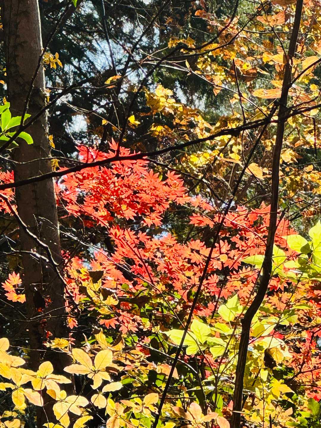 紅葉シーズンの鍋足山。
おすすめ⭐︎⭐︎⭐︎