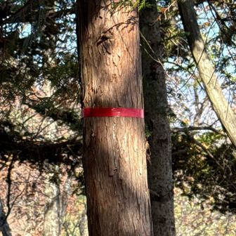 小沢ノ頭(この辺り)登頂740m