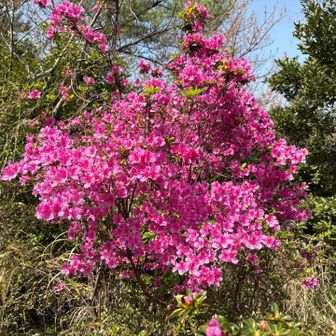 ツツジが満開。