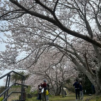 桜満開