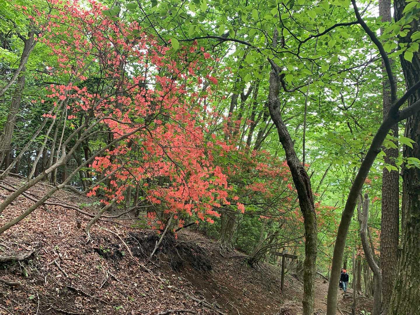 予想外のヤマツツジ。