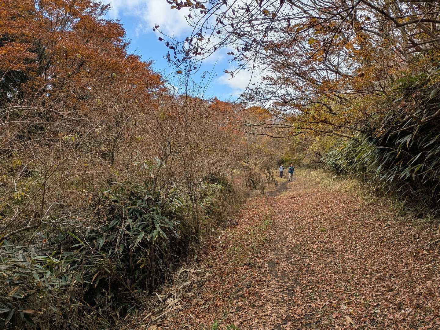 好きなカーブ（登山道）🍁