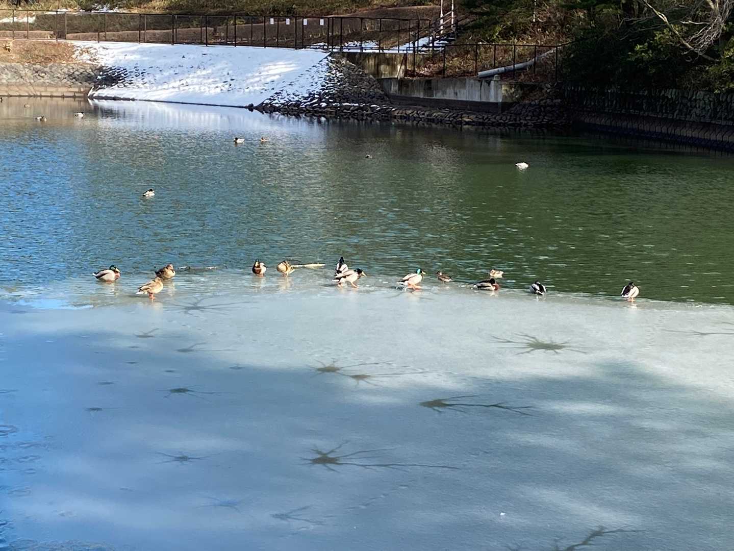かもちゃん🦆。