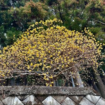 大室山・畦ヶ丸・菰釣山 ミツマタ