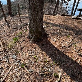 水仙が木の周りをぐるっと1周してる👀わかるかな？