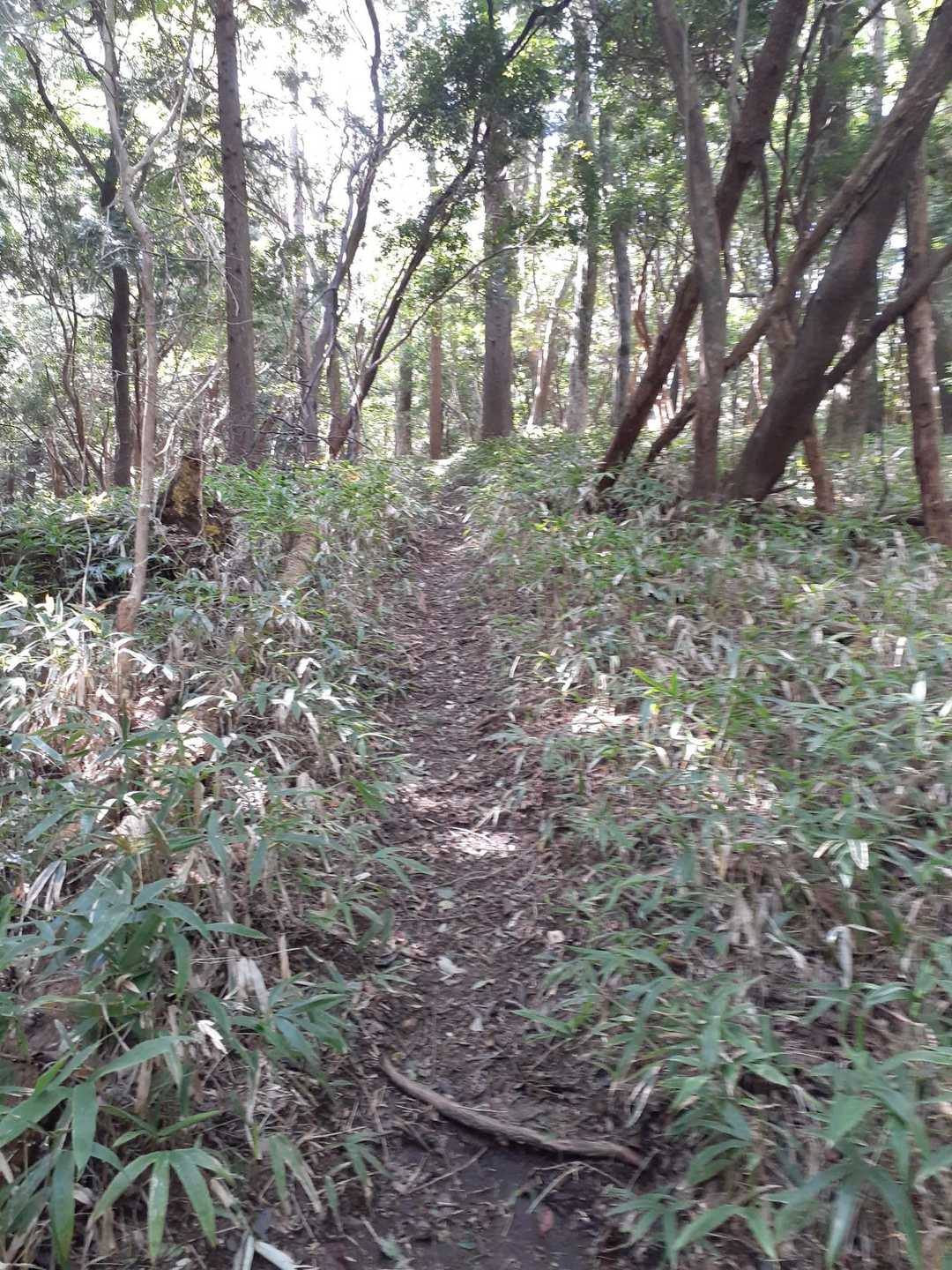 獅子ヶ森-巴山-文殊山 縦走コースの写真