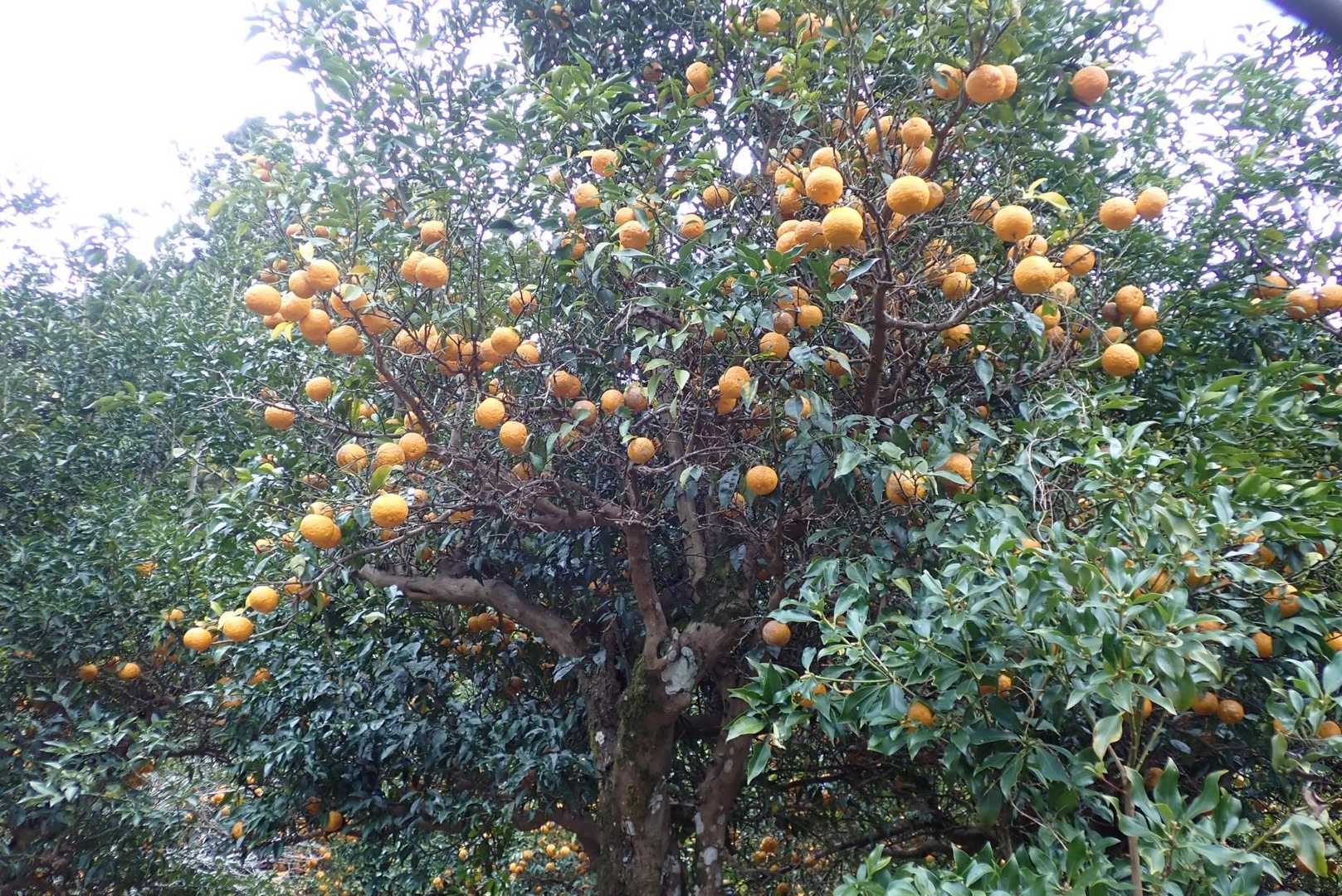 柚子の里水尾に到着🍊