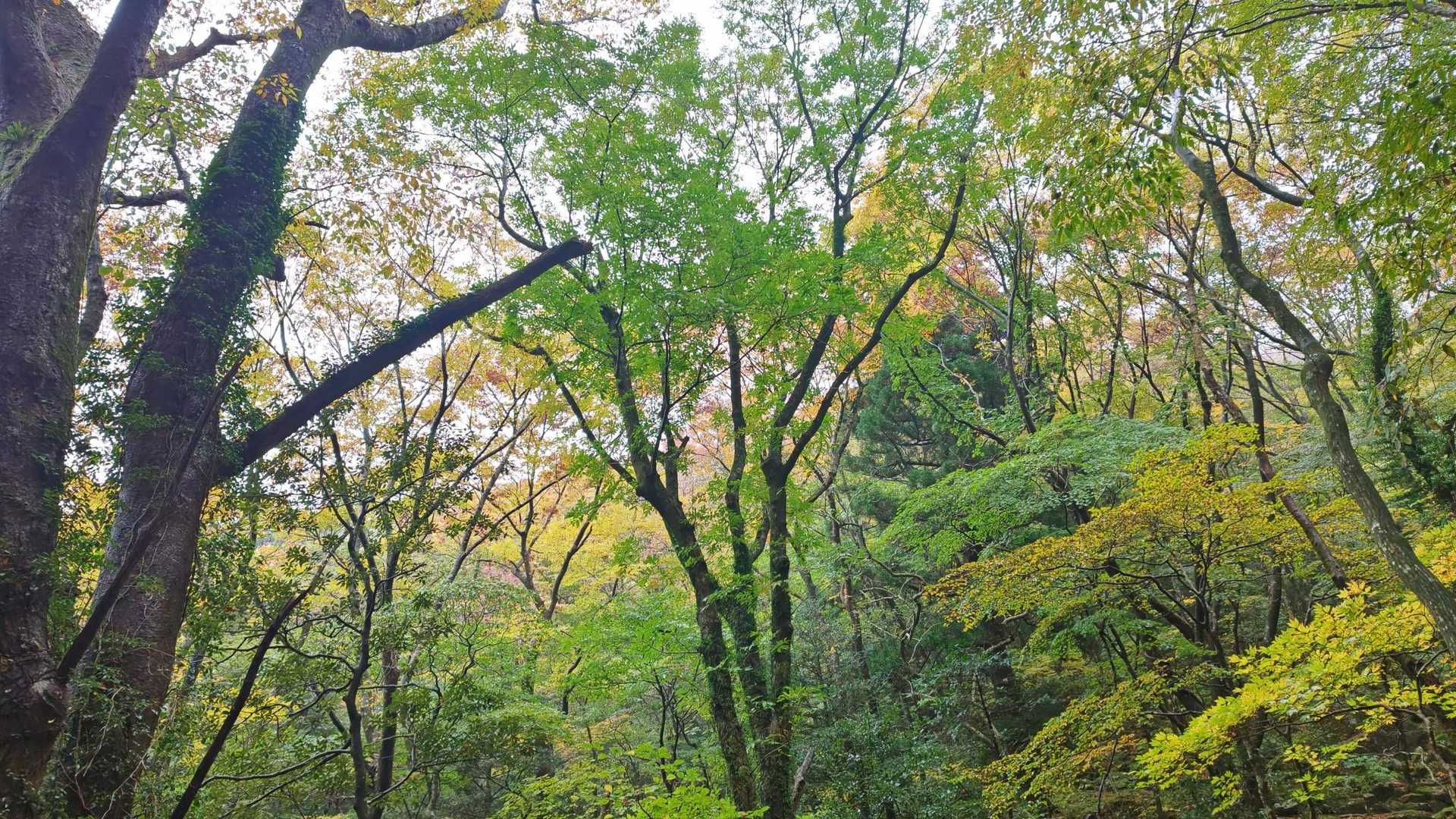 豊かな緑🌲陽光がないのが残念😥