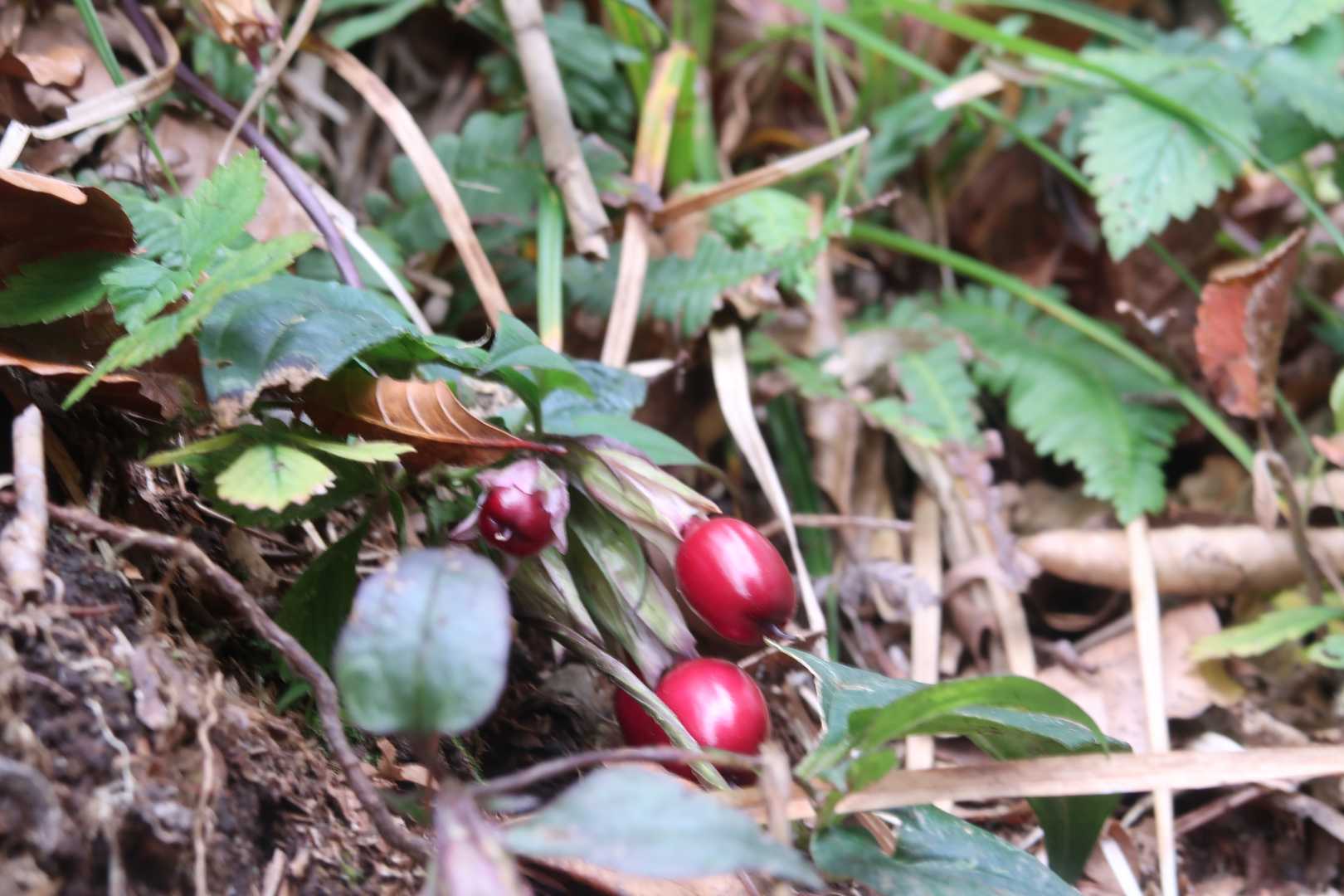 ツルリンドウの実