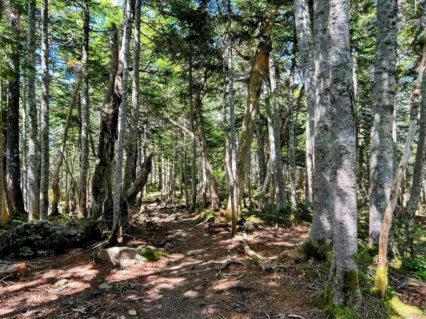 越路バス停-鳥倉登山口-三伏峠-三伏山-本谷山-塩見岳-塩 往復コースの写真
