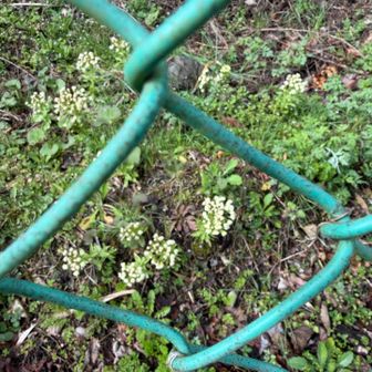 ふきのとうが沢山