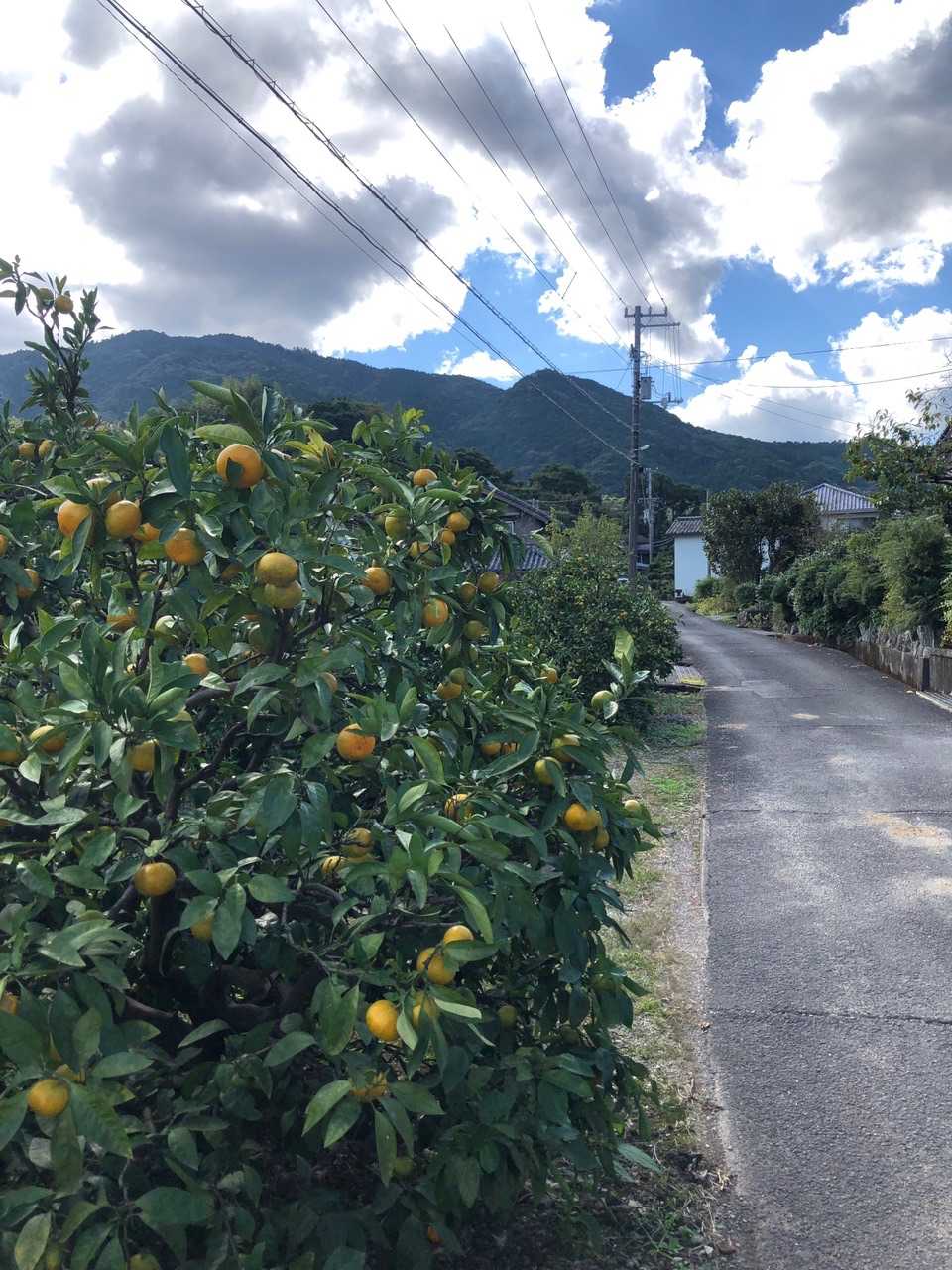 ミカン畑🍊の横を歩き…