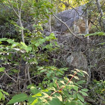 城山直前の辺りはルートを探すのに手間取る💦