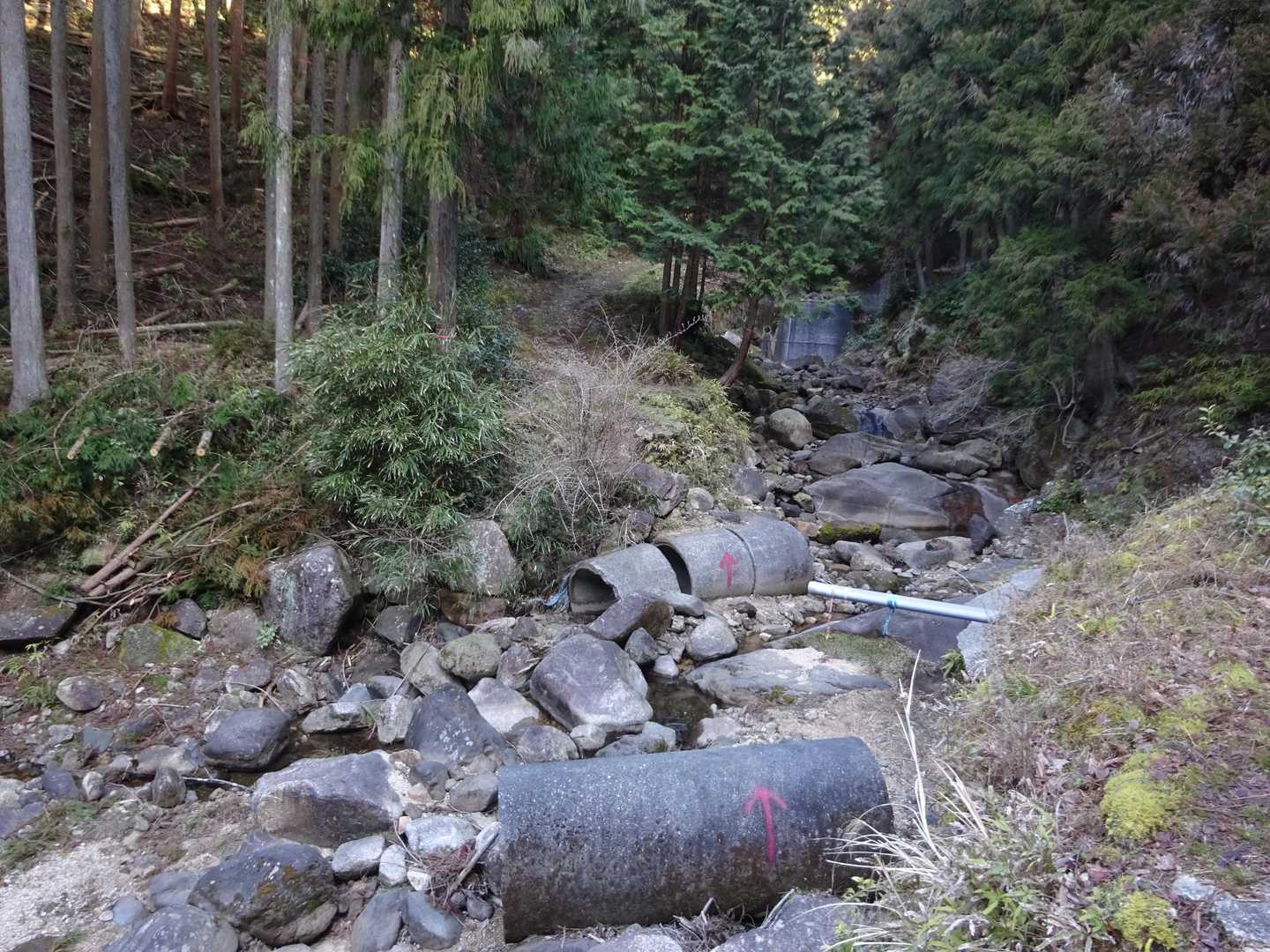 鹿群れが走っていきました動物の多い山の予感が🔔