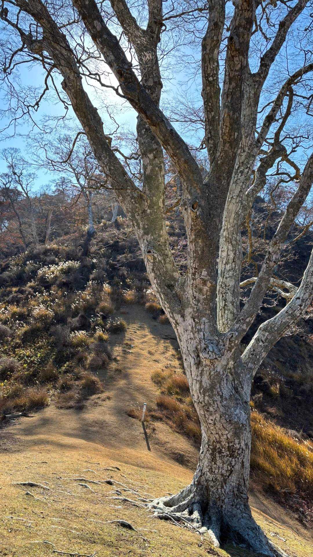 走りやすい芝生

厳しい環境下を感じ取れる巨木