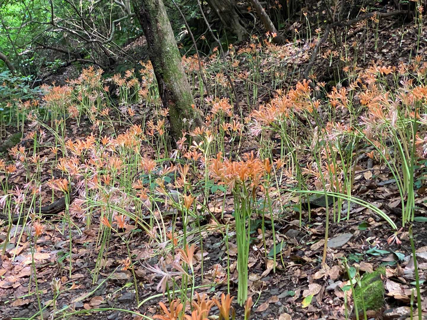 斜面に沿ってびっしり