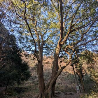 立派なクスノキ