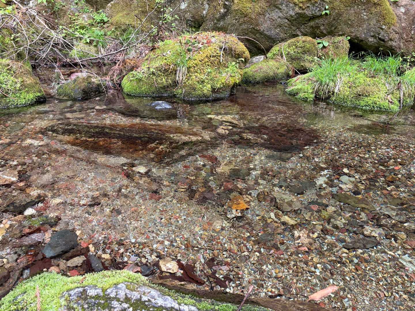 水がとても綺麗