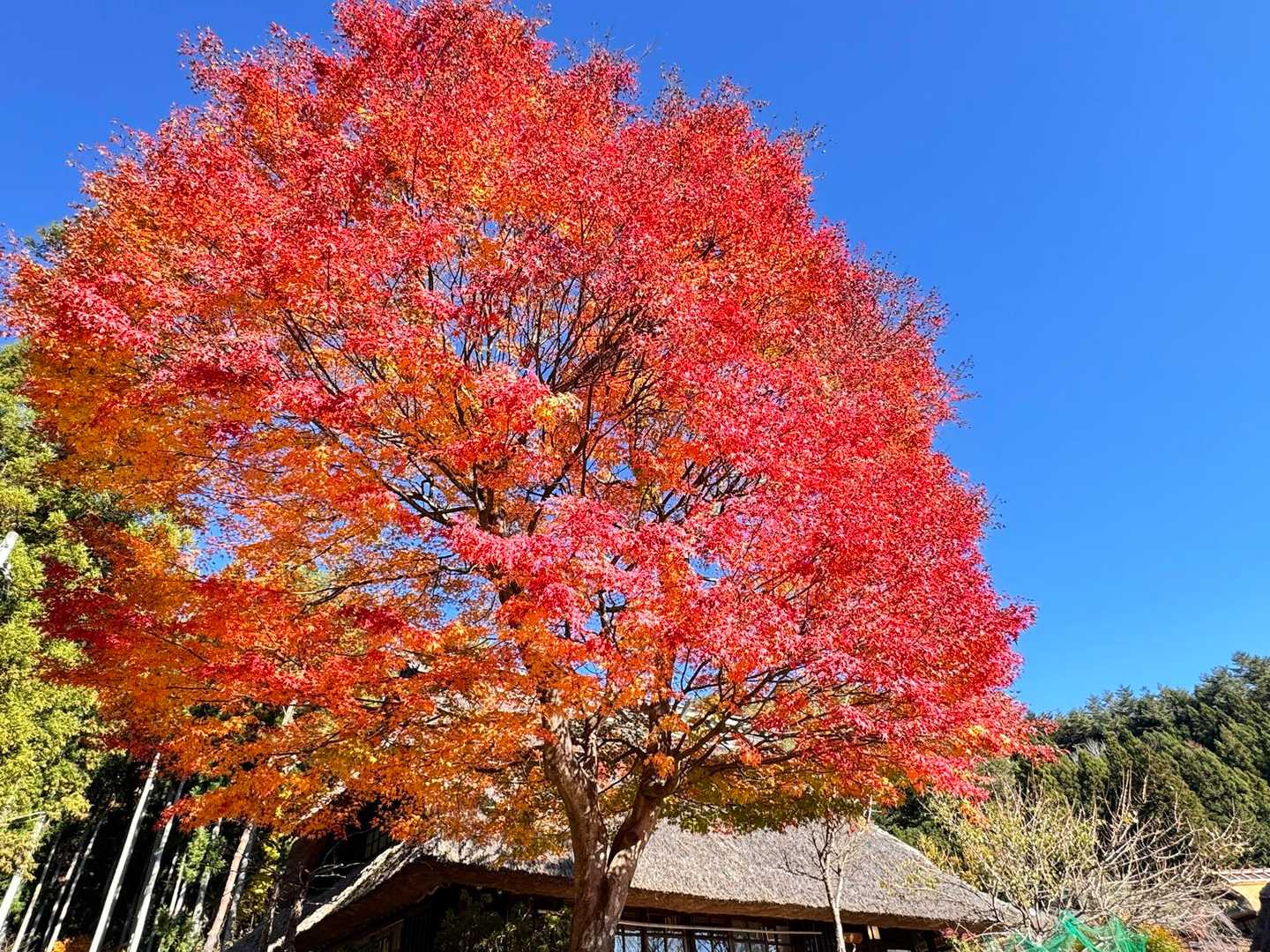 魚眠荘前バス停-東入川堰堤広場登山口-鬼ヶ岳-鍵掛峠-鍵掛 周回コースの写真