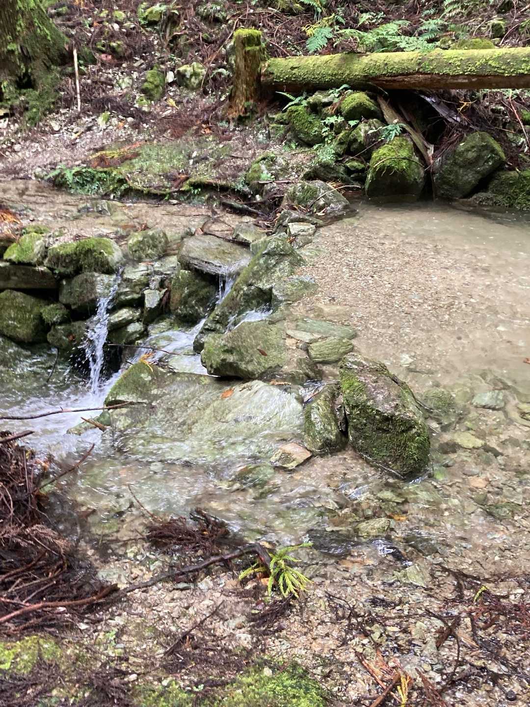 前日の大雨で水量が増していて、濡れずに渡ることはできなくなっていました。