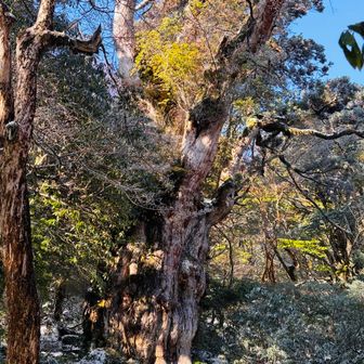 縄文杉🌲
コイツは別格にデカい😳💦