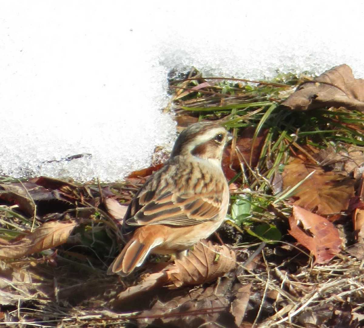 🐦ホオジロ♀
