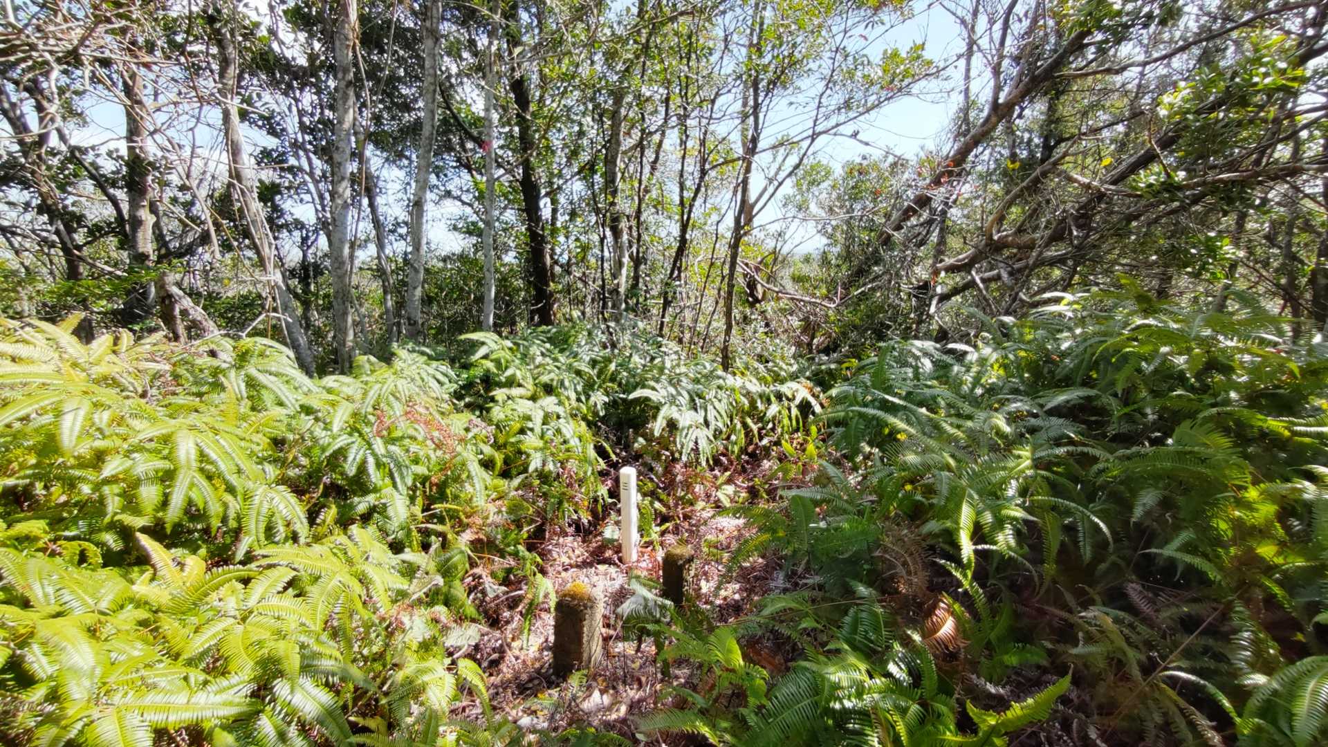 シダの踏み跡を辿って塩見山山頂着✌️