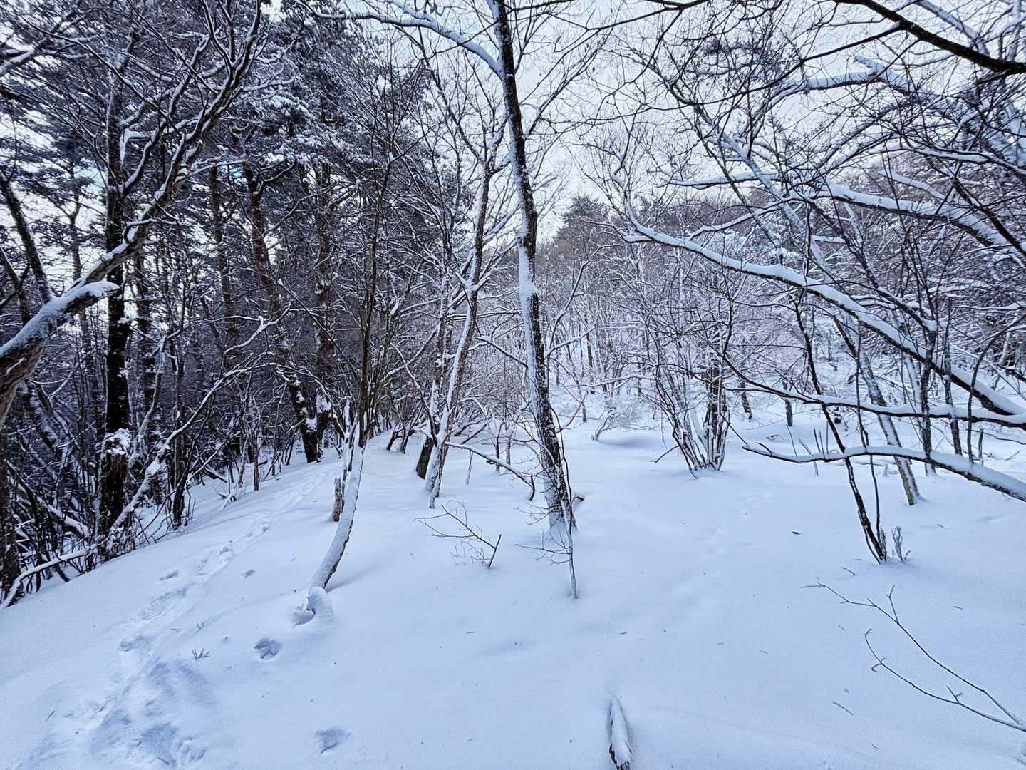 朝、お一人入られてたのでトレースあり