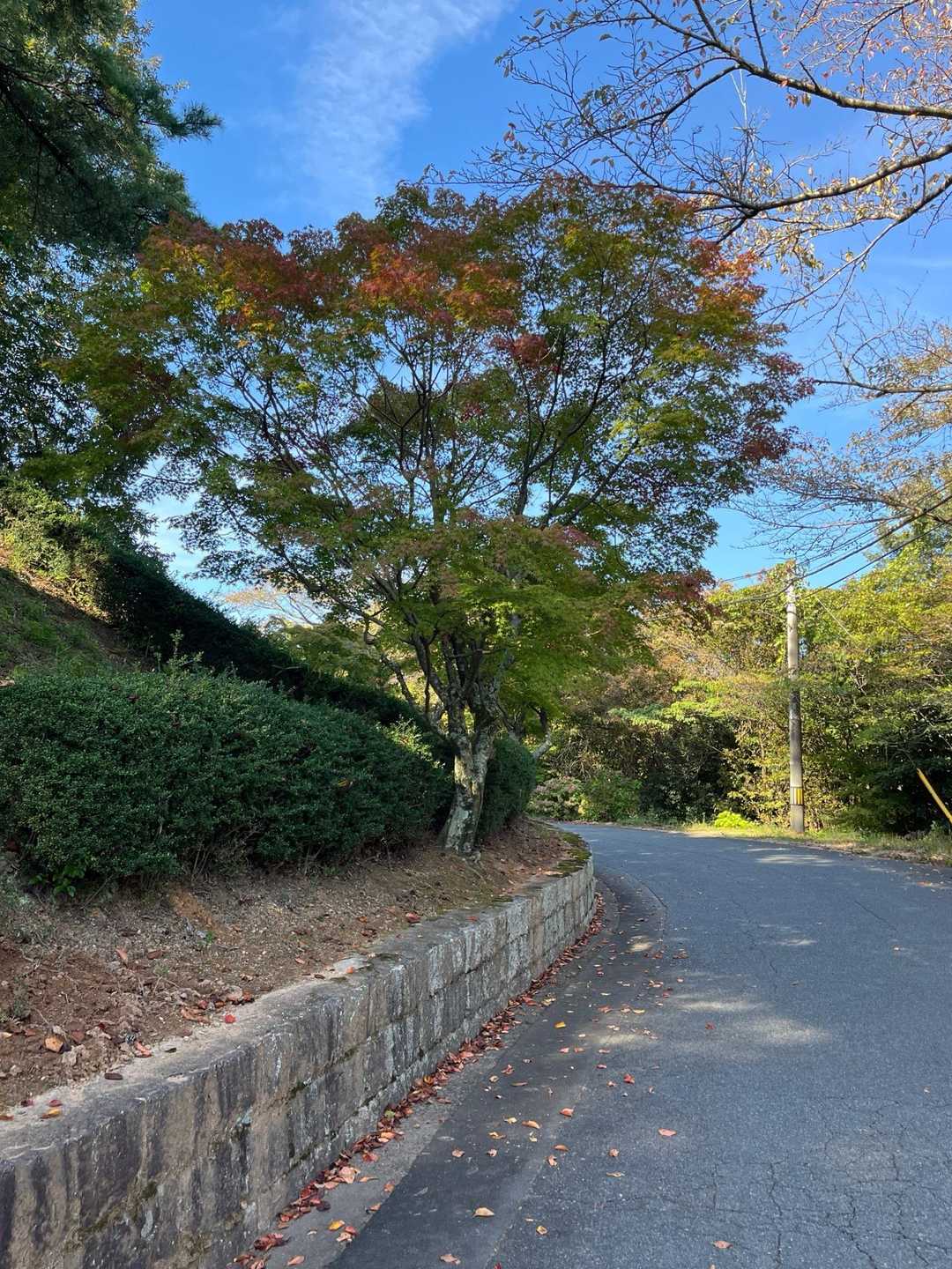紅葉近し🍁