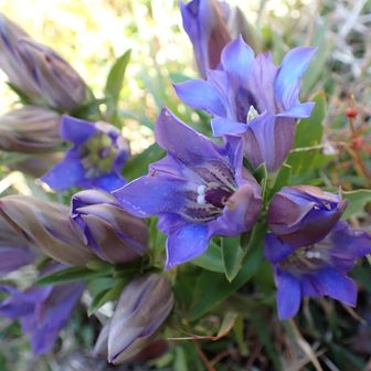 リンドウもたくさん💜