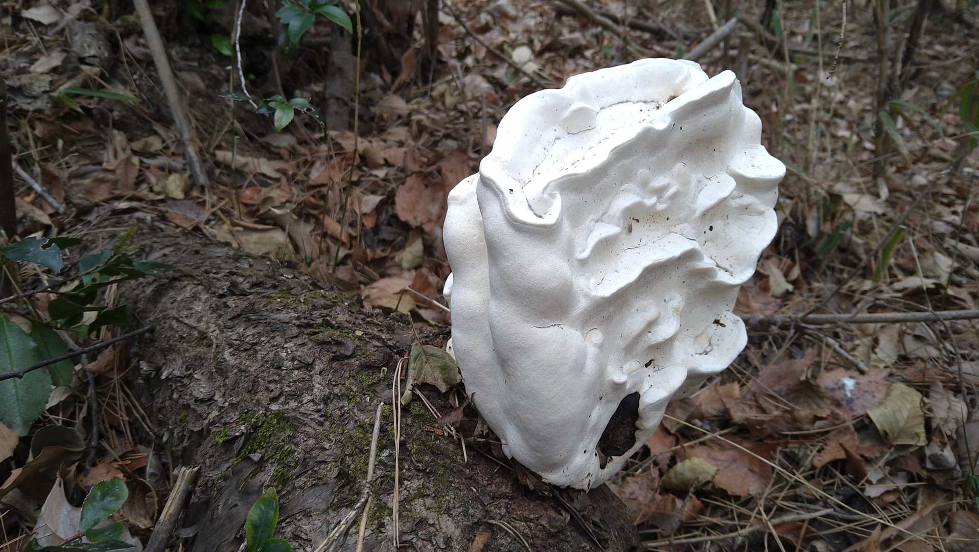 山桜の木株についてます