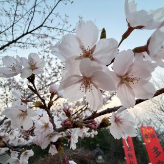 山頂の桜🥰
花見完了☑️