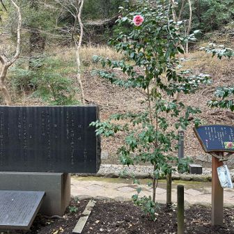 さわらびの道
ヒカルゲンジ　という名前の花