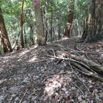 その先で左手に直角方向に曲がる地点
通せんぼの枝が置かれていますが、迷いやすい要注意箇所です
自分は今日もそのまま尾根を進む所でした・・・