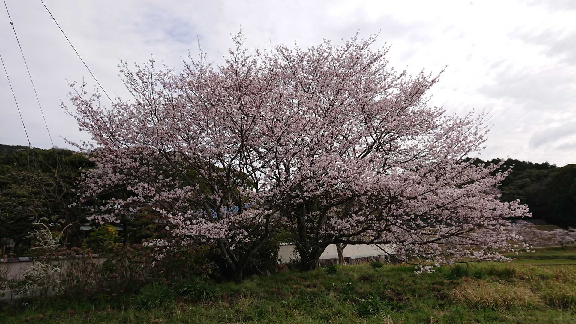 岩屋山 往復 | 悲運の名将、高橋紹運玉砕の岩屋城跡へ向かう里山ハイクの写真