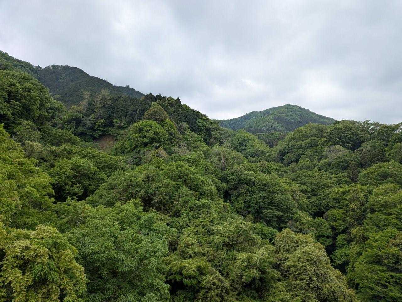 緑が濃くなってきた〜
低山が辛い季節になってくる…