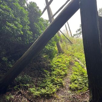 倒木🪾が出てくると