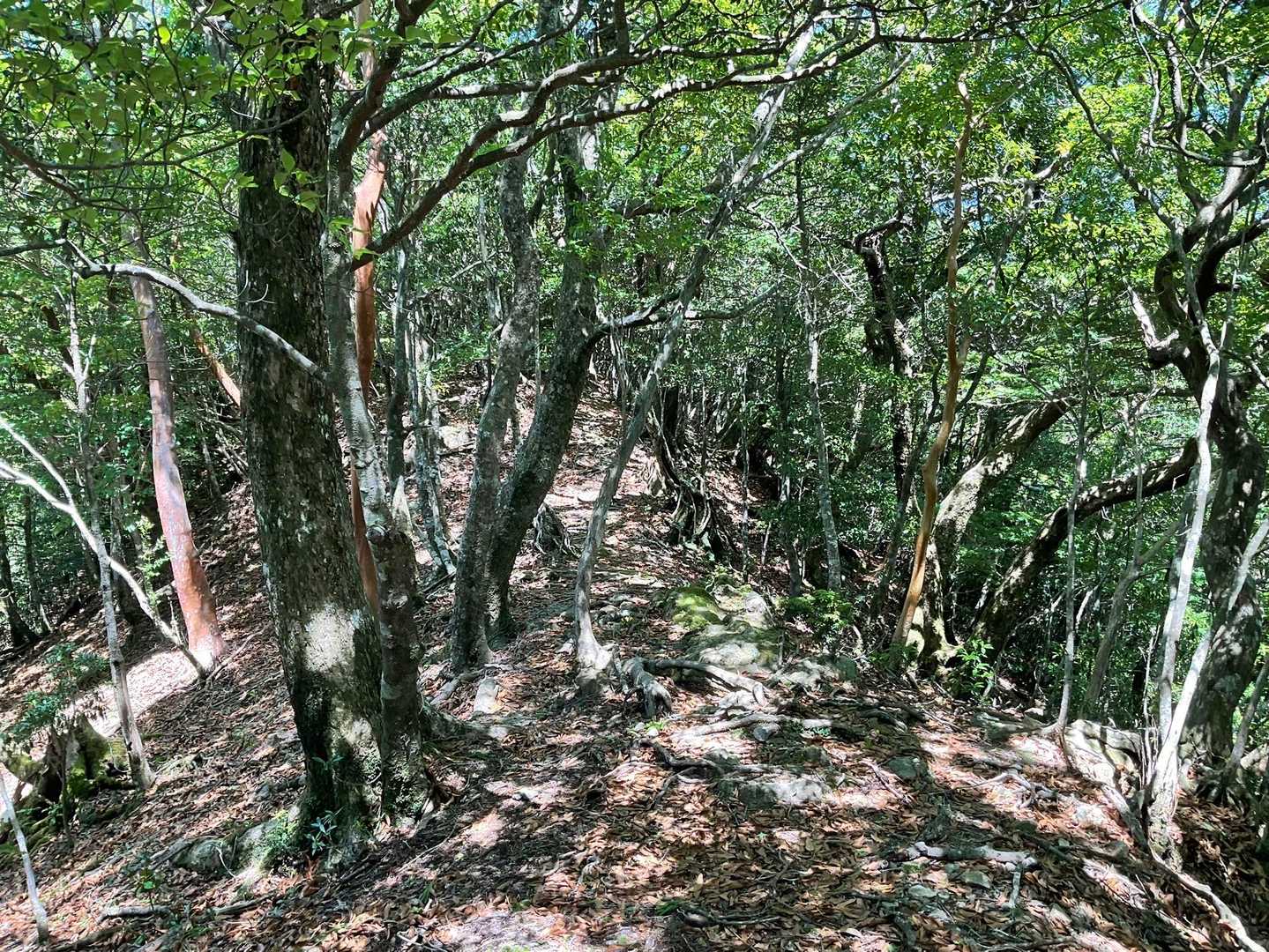 タママツ尾根登山口-法師山 往復コースの写真