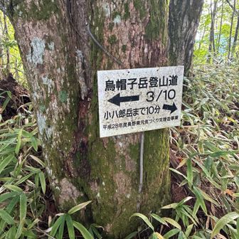 烏帽子岳山頂の地籍は隣町の飯島町にありますが、松川町側からの登山道は長野県松川町ふるさと山の会によって守り続けられてきた、町民にとっても深く愛着のあるシンボル的な山です。小八郎岳までは穏やかな道が続きますが、そこから先は一転して急登や岩場が現れる本格的な山歩きとなります。

＜登山時の注意＞
鳩打峠登山口からの往復コースタイムは約7時間です。 小八郎岳までとは道の険しさが全く異なります。しっかりとした登山靴や雨具などの装備を整え、体力に余裕を持って計画を立ててください。

以上、長野県松川町ふるさと山の会HPより抜粋