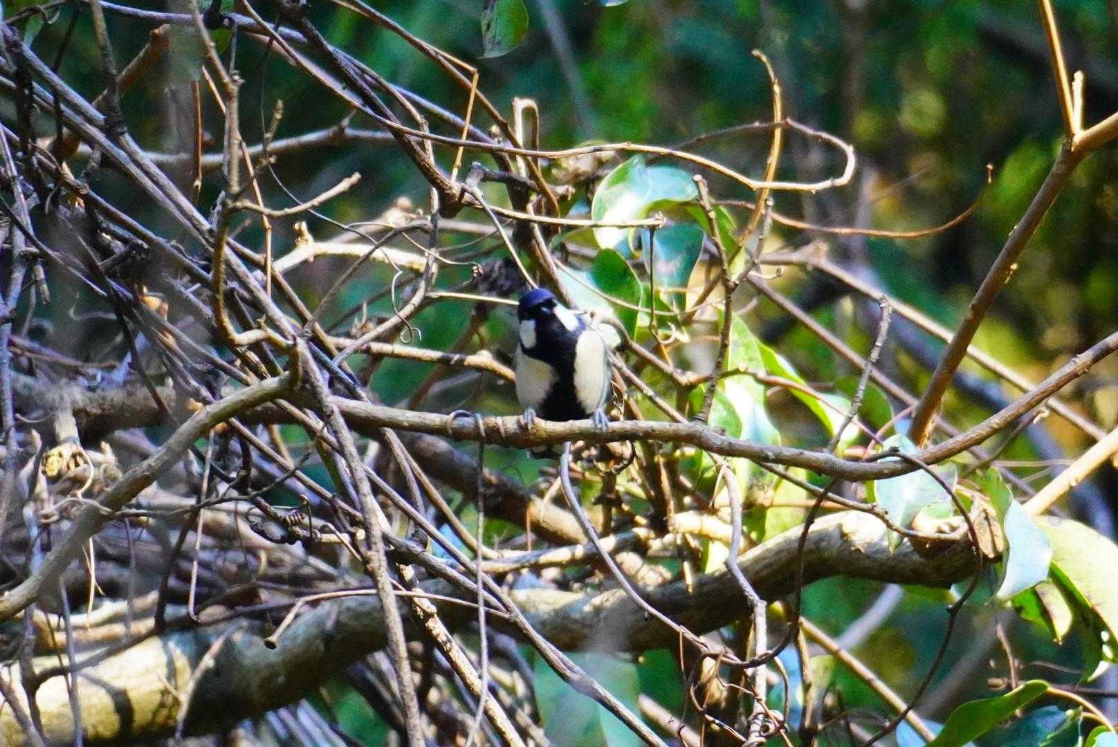 小鳥センサー反応💡
その胸元にネクタイ👔模様の野鳥ちゃんは❓